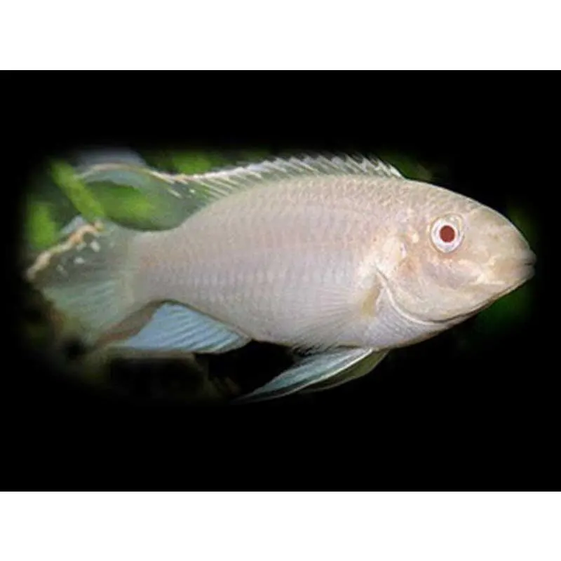 Pelvicachromis pulcher gold-albino