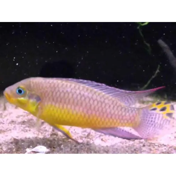 Pelvicachromis taeniatus kienke