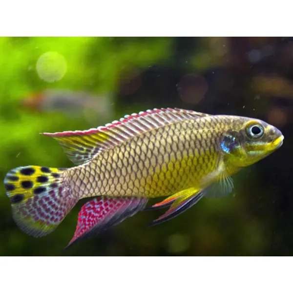 Pelvicachromis taeniatus molive