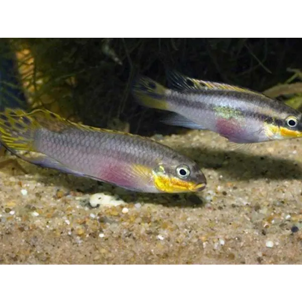 Pelvicachromis taeniatus nange