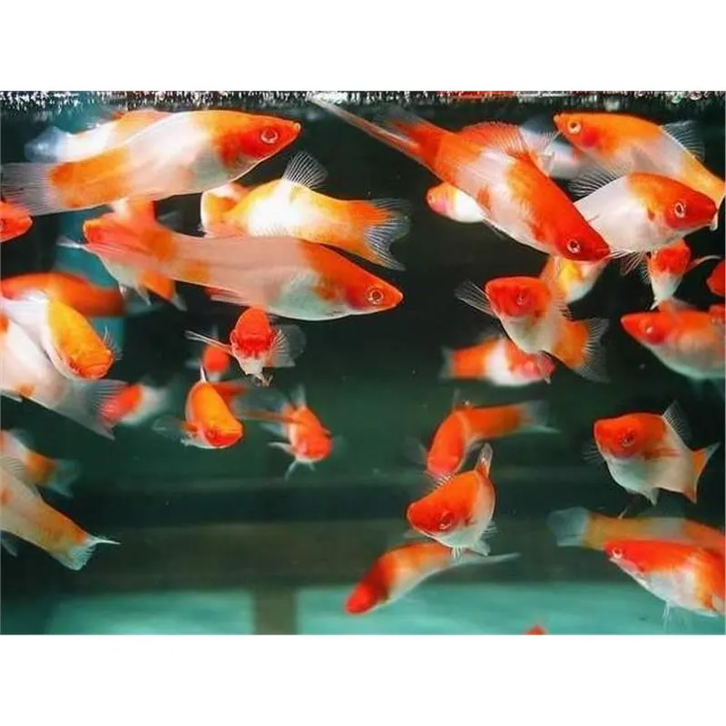 Peste acvariu Xiphophorus helleri koi