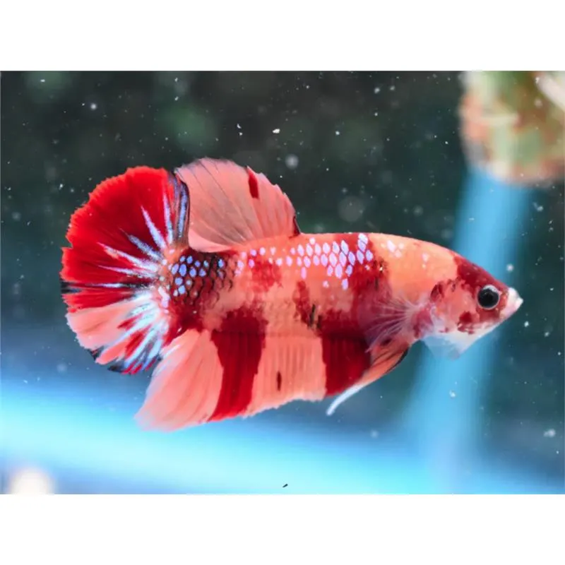 Peste Betta Splendens Mascul Plakat koi L