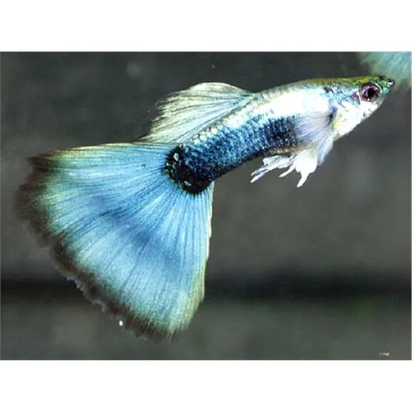 Peste Guppy 'Metallic Blue Neon'