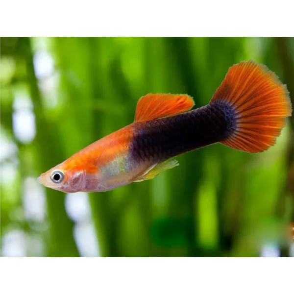 Peste Guppy 'Red' MIX Mascul