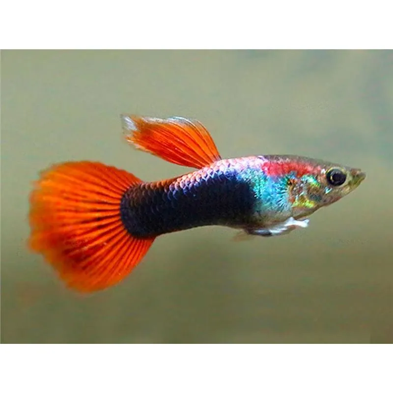 Peste Guppy 'Red Neon' Mascul