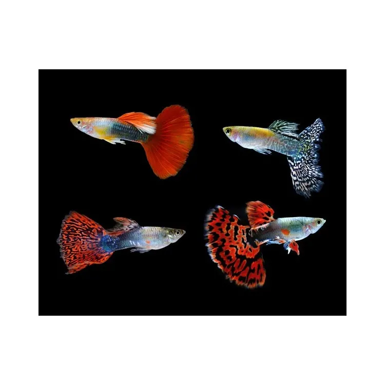 Peste Guppy 'Triangle' MIX Mascul