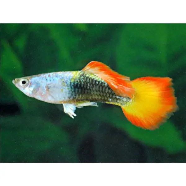 Peste Guppy German Sunset