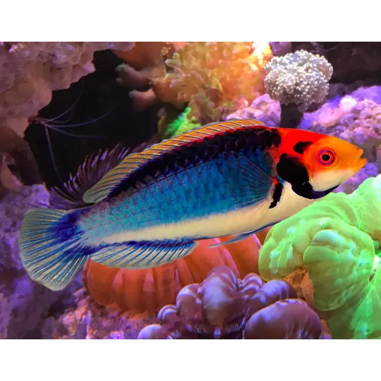Peste marin Red Eye Wrasse Cirrhilabrus solorensis