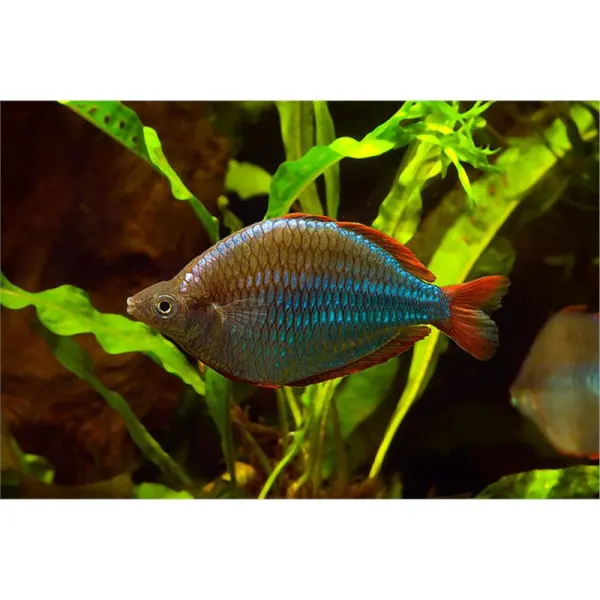 Pesti Melanotaenia Praecox