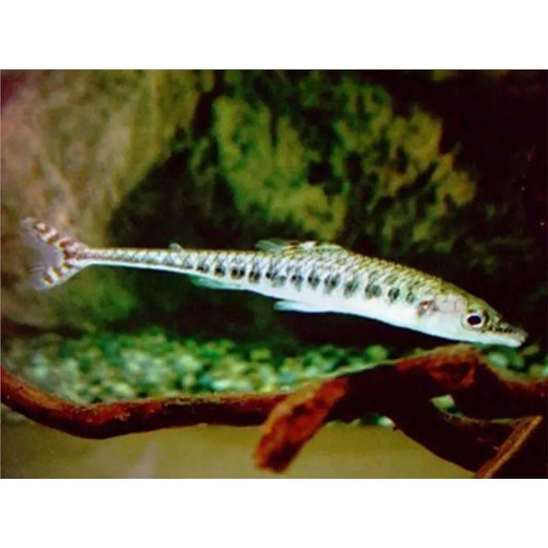 Phago maculatus