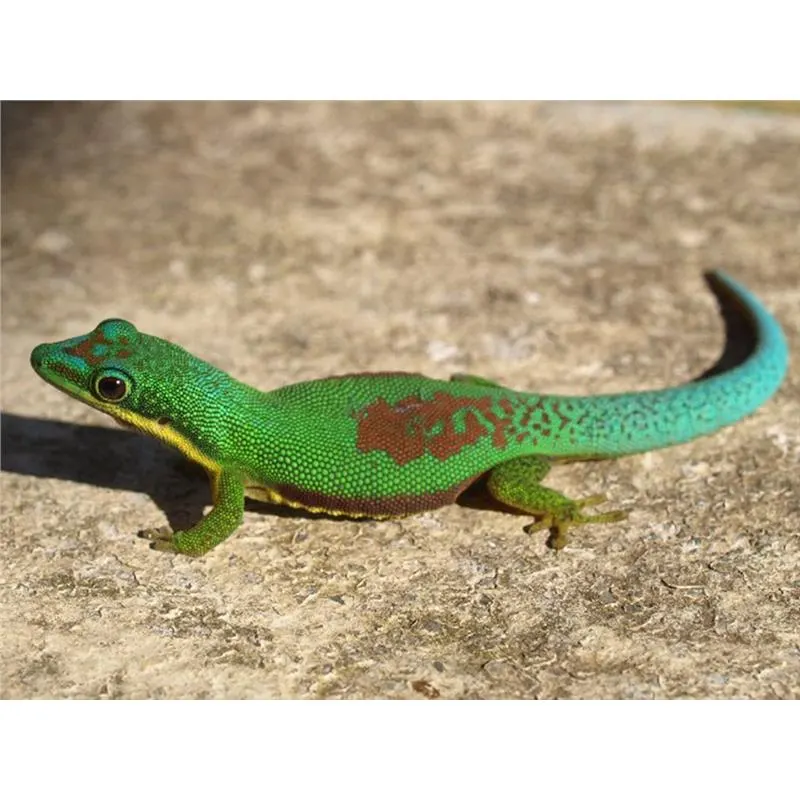 Phelsuma lineata