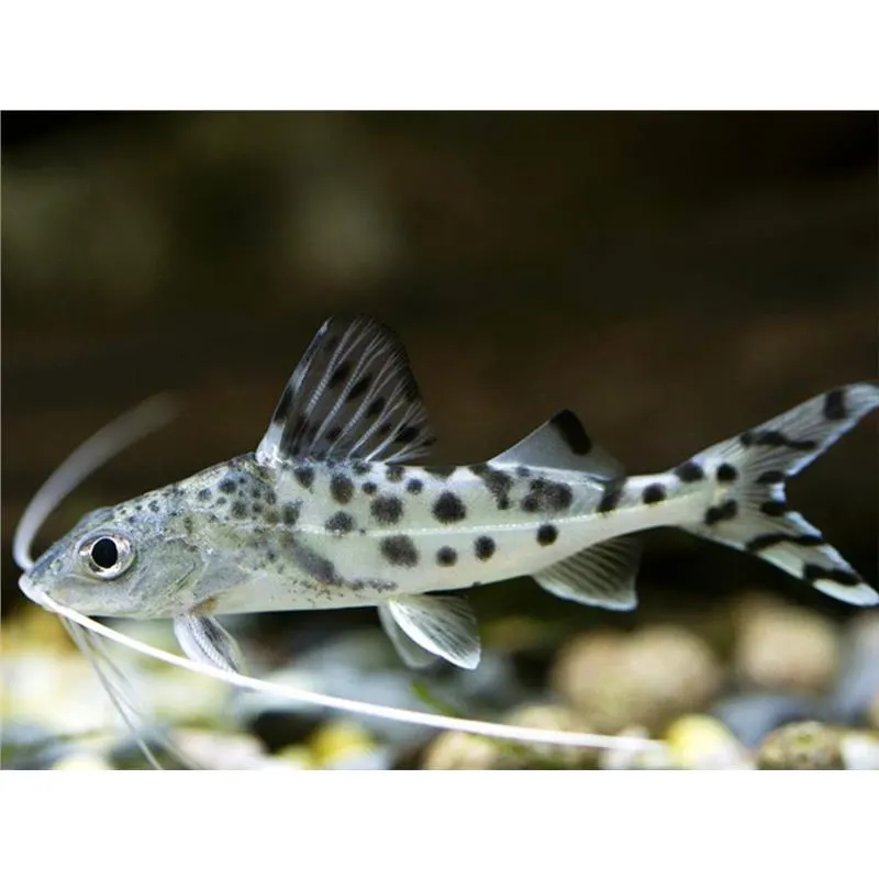 Pimelodus pictus