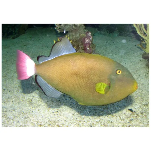 Pinktail triggerfish (Melichthys vidua)