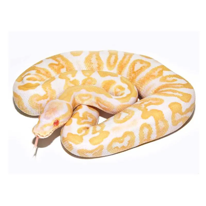 Piton minge albino (Python regius)