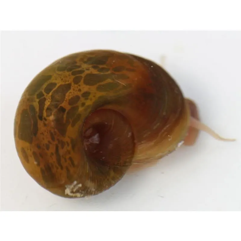 Planorbella duryi