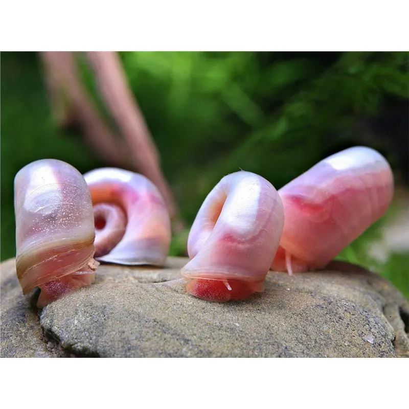 Planorbella duryi pink