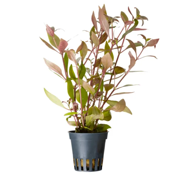 Planta acvariu Alternanthera reineckii (Cardinalis) Stoffels