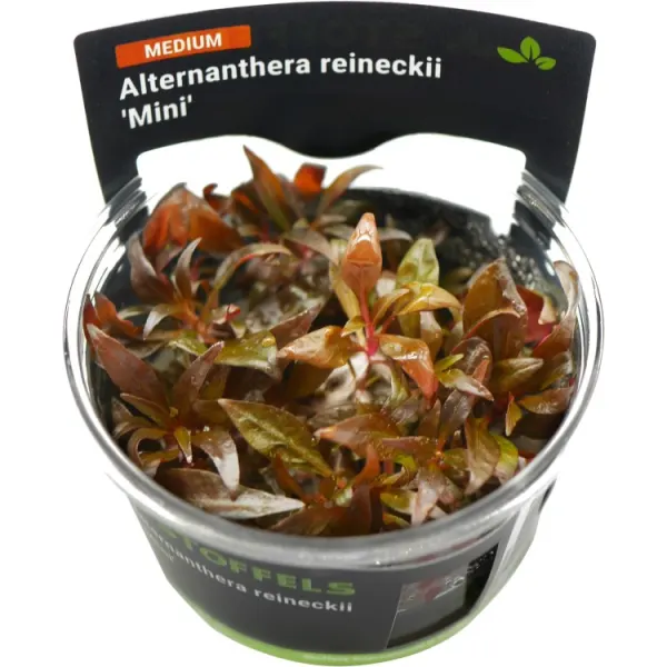 Planta acvariu Alternanthera Reineckii Mini in vitro Stoffels