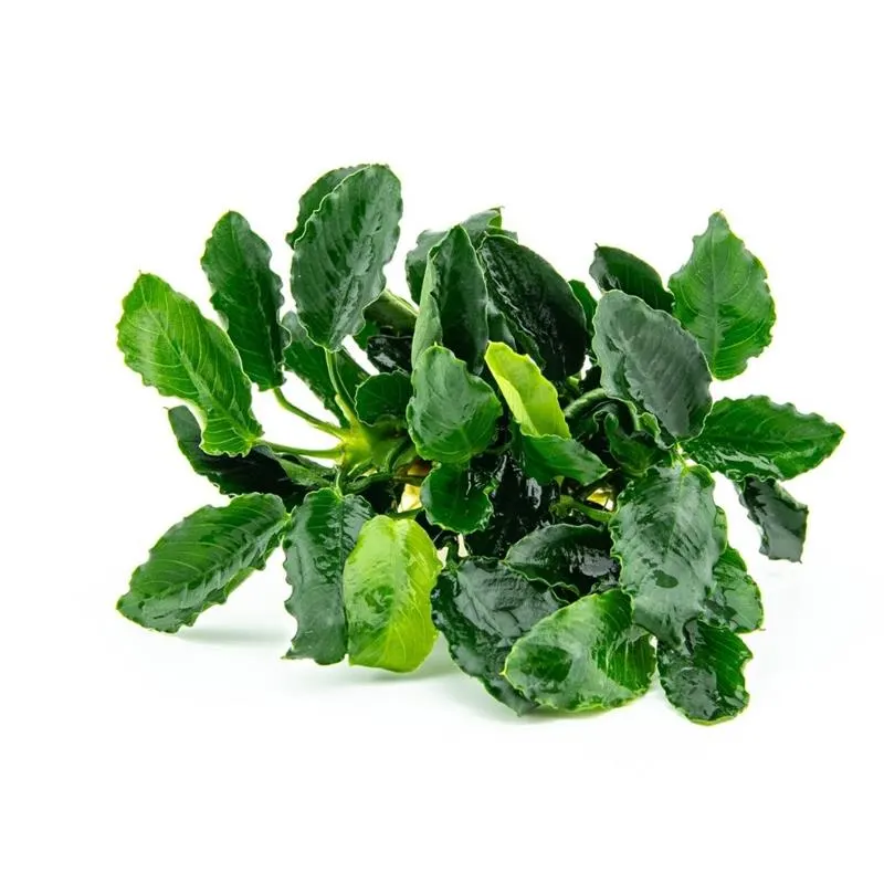 Planta acvariu Anubias barteri var. nana Kirin Dennerle