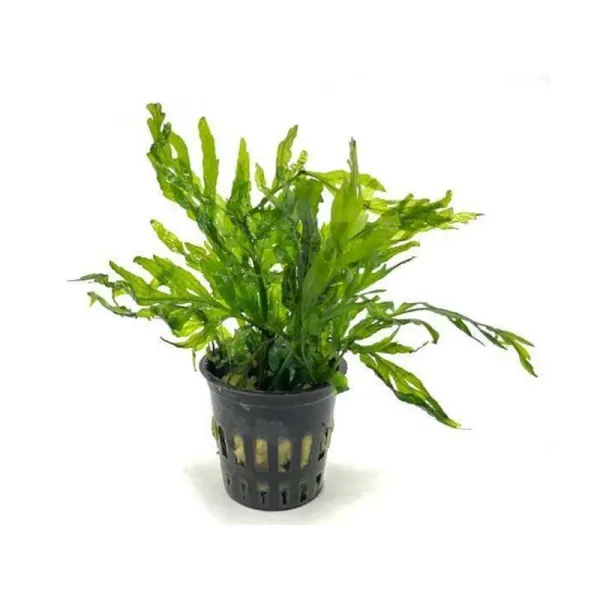 Planta acvariu Bolbitis Heudelotii Stoffels