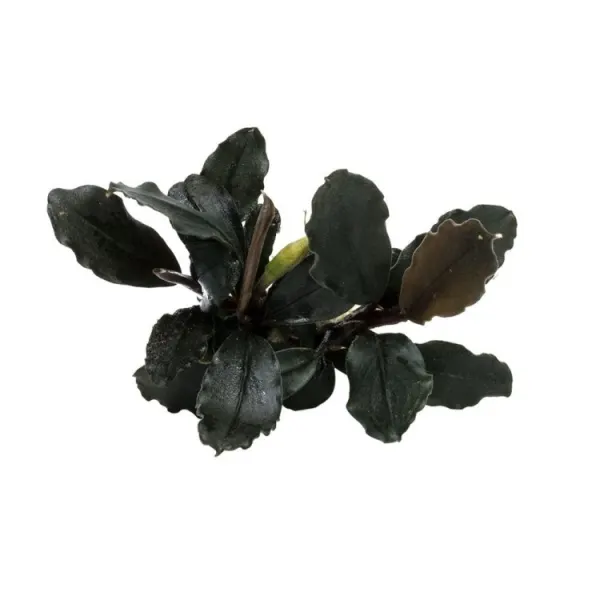 Planta acvariu Bucephalandra brownie Ghost Ulu Kapus Stoffels