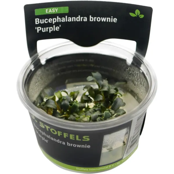 Planta acvariu Bucephalandra brownie Purple in vitro Stoffels