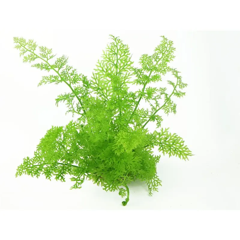 Planta acvariu Ceratopteris Thalictroides Stoffels