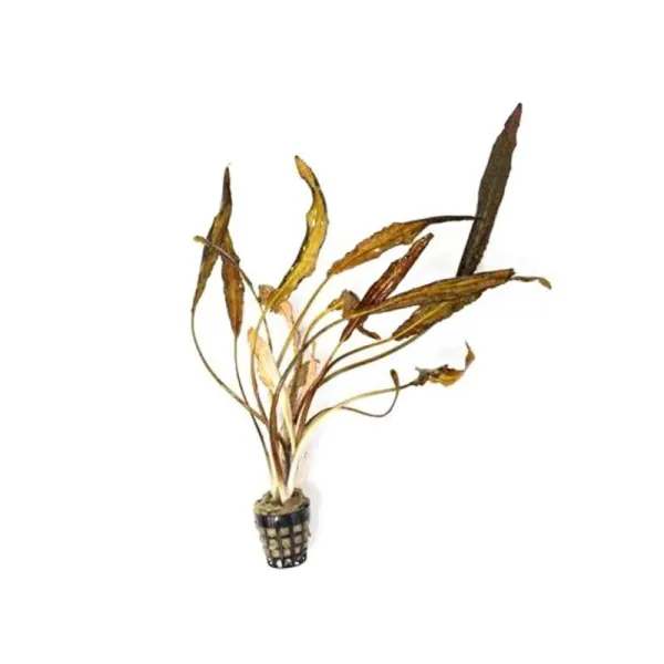 Planta acvariu Cryptocoryne nurii Stoffels
