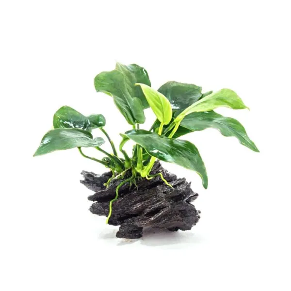 Planta acvariu Decor Anubias Nana pe lemn Stoffels