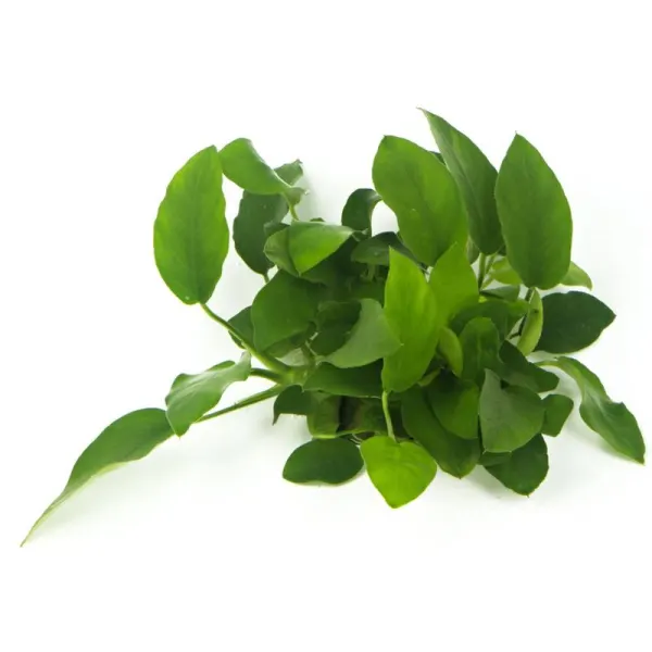 Planta acvariu Dennerle Anubias Barteri var. Nana