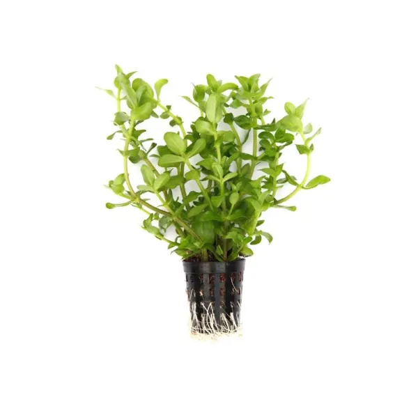 Planta acvariu Dennerle Bacopa caroliniana
