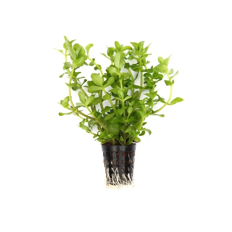 Planta acvariu Dennerle Bacopa caroliniana