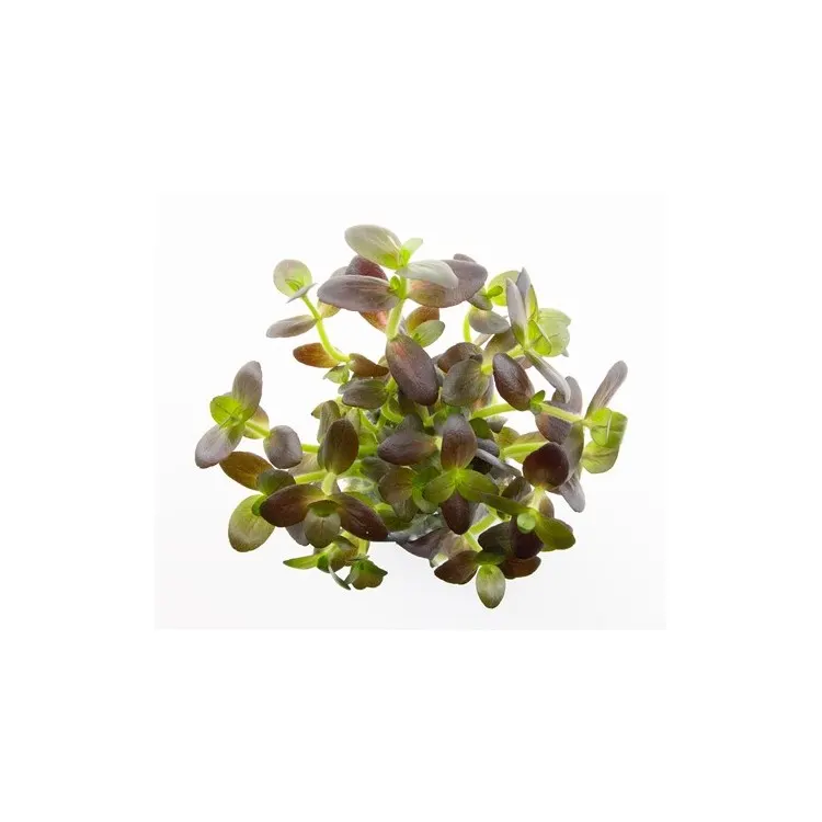Planta acvariu Dennerle Bacopa salzmannii 'Purple'