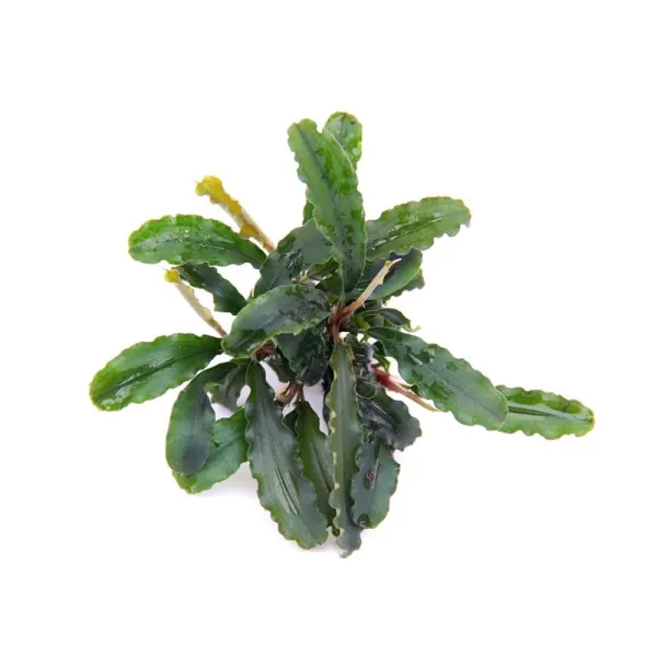 Planta acvariu Dennerle Bucephalandra pygmaea 'Bukit Kelam'