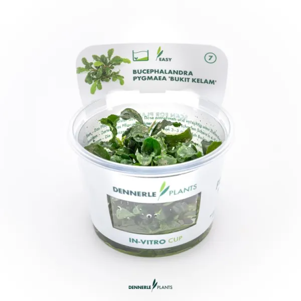 Planta acvariu Dennerle Bucephalandra pygmaea 'Bukit Kelam' In-Vitro