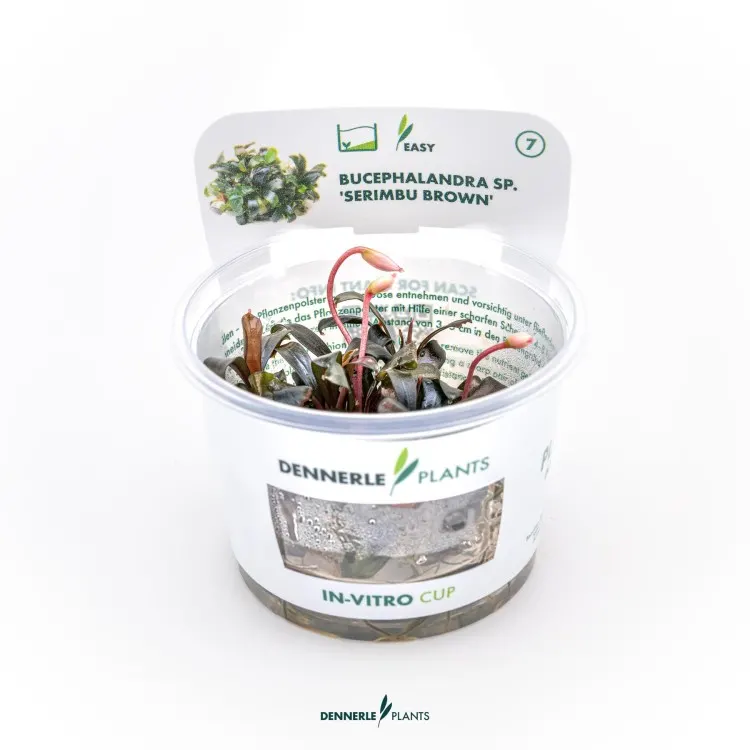 Planta acvariu Dennerle Bucephalandra sp. 'Serimbu Brown' In-Vitro