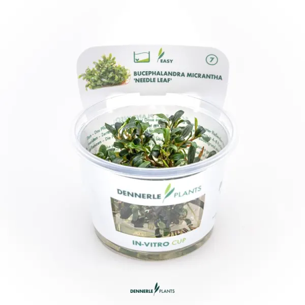 Planta acvariu Dennerle Bucephalandra sp. Micrantha 'Needle Leaf' In-Vitro