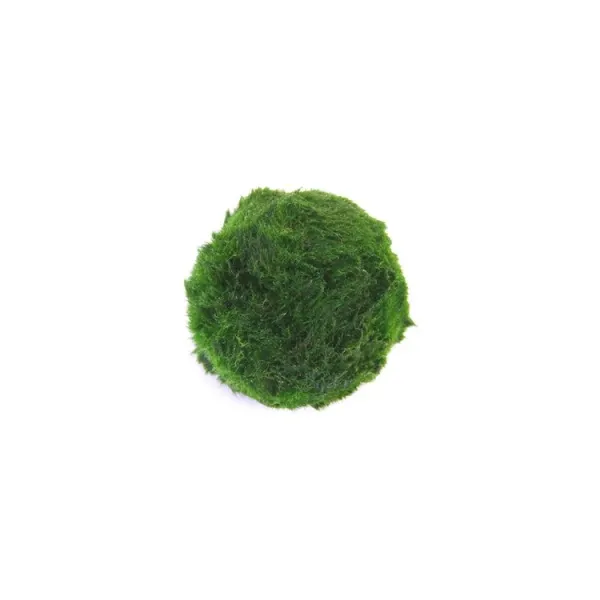 Planta acvariu Dennerle (Cladophora) Aegagropila linnaei