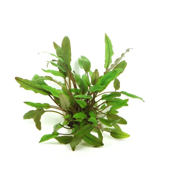 Planta acvariu Dennerle Cryptocoryne becketii