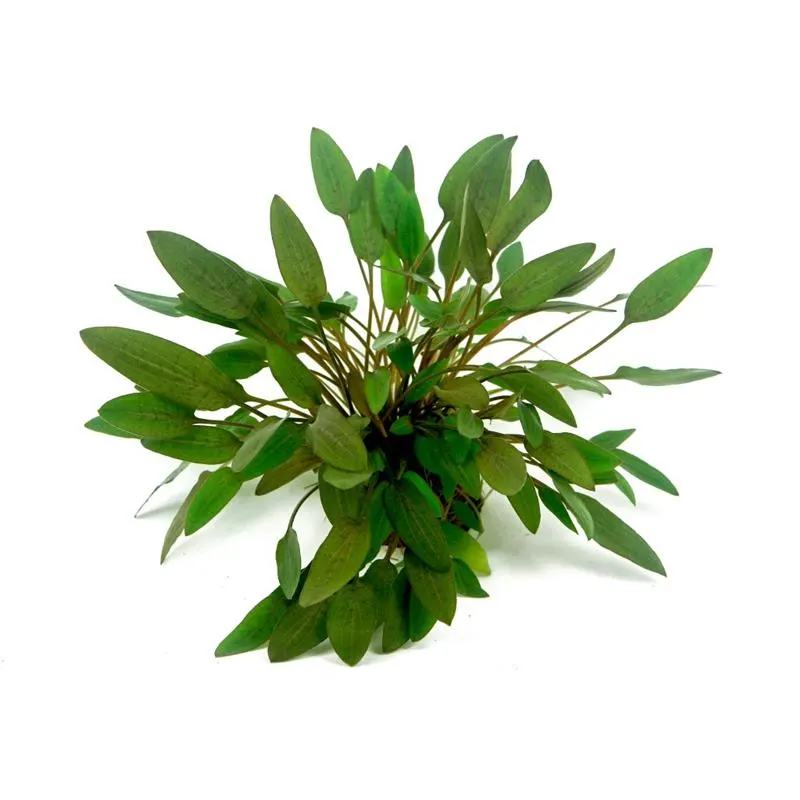 Planta acvariu Dennerle Cryptocoryne wendtii 'Compact'