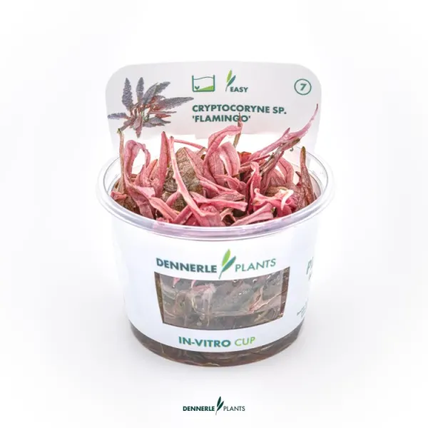 Planta acvariu Dennerle Cryptocoryne wendtii 'Flamingo' In-Vitro