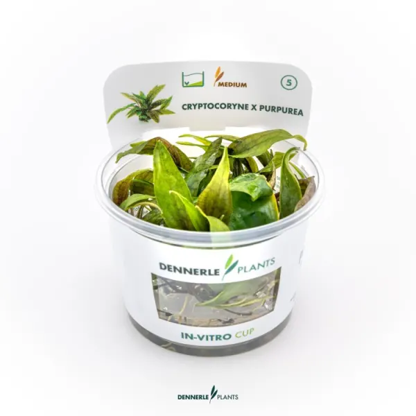 Planta acvariu Dennerle Cryptocoryne X Purpurea In-Vitro