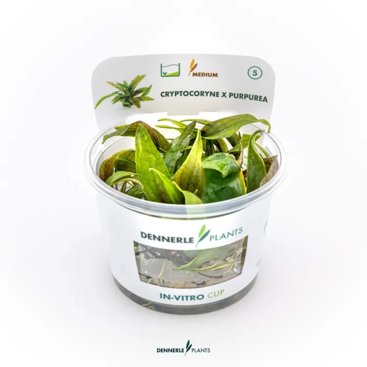 Planta acvariu Dennerle Cryptocoryne X Purpurea In-Vitro