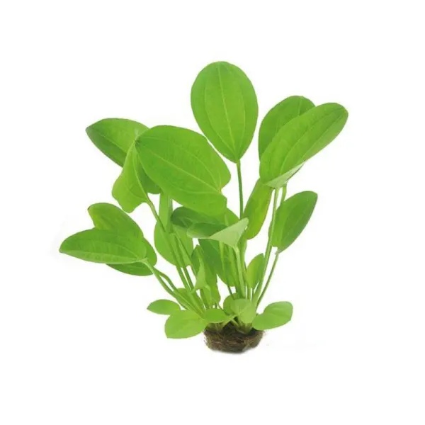 Planta acvariu Dennerle Echinodorus cordata Harbich Red