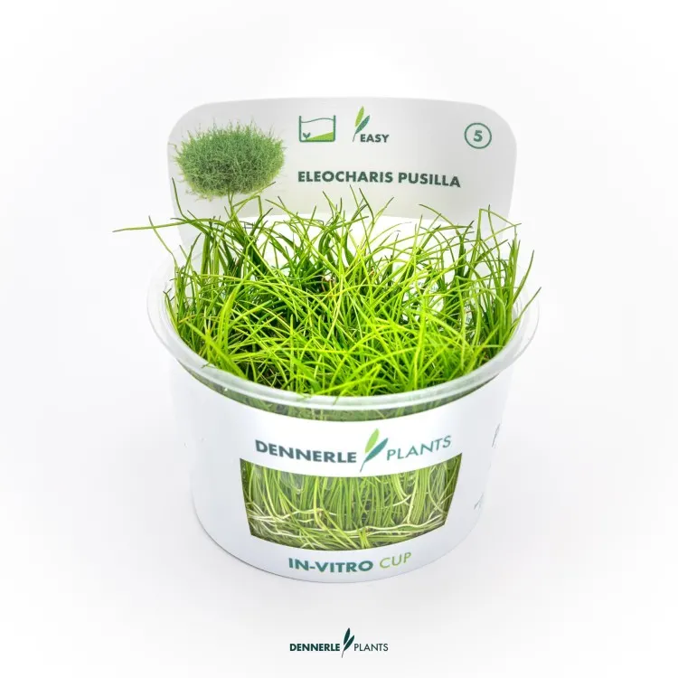 Planta acvariu Dennerle Eleocharis Pusilla In-Vitro