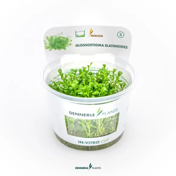 Planta acvariu Dennerle Glossostigma elatinoides In-Vitro