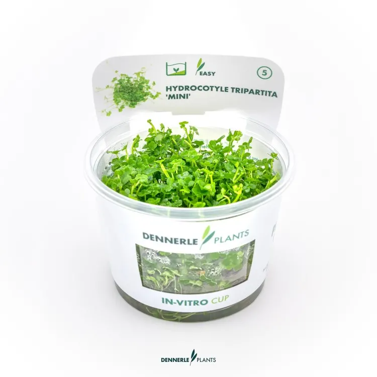 Planta acvariu Dennerle Hydrocotyle tripartita 'Mini' In-Vitro