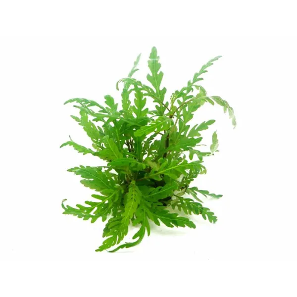 Planta acvariu Dennerle Hygrophila pinnatifida