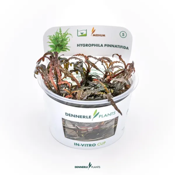Planta acvariu Dennerle Hygrophila pinnatifida In-Vitro