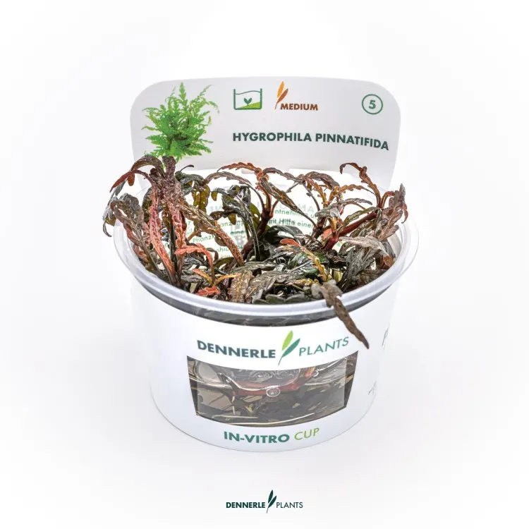 Planta acvariu Dennerle Hygrophila pinnatifida In-Vitro